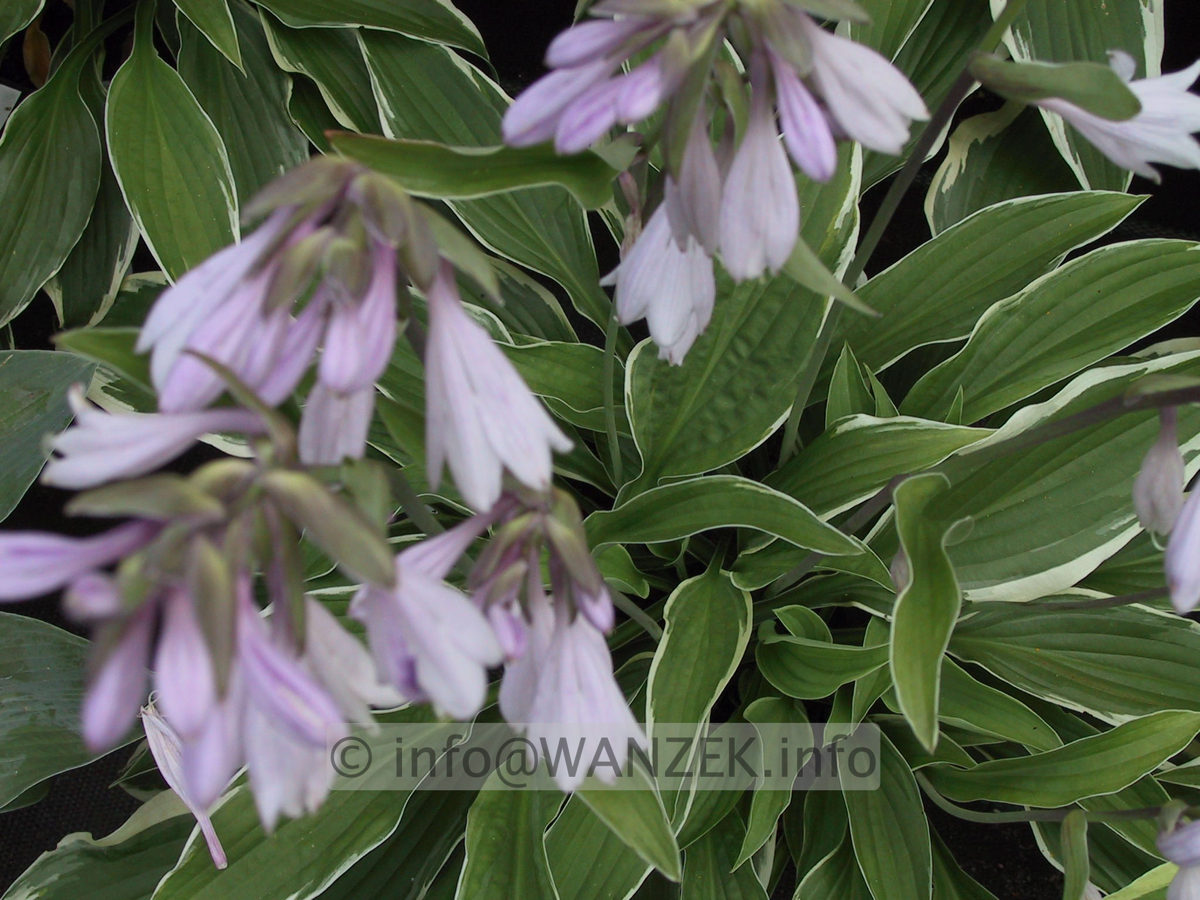 Hosta Hybride Silver Crown 05.JPG
